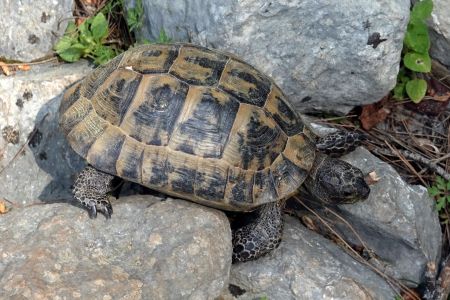 Mezi ruinami lezla želvička,